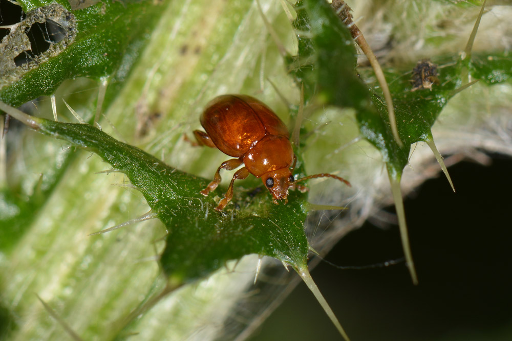 Sphaeroderma sp. (Chrysomelidae)